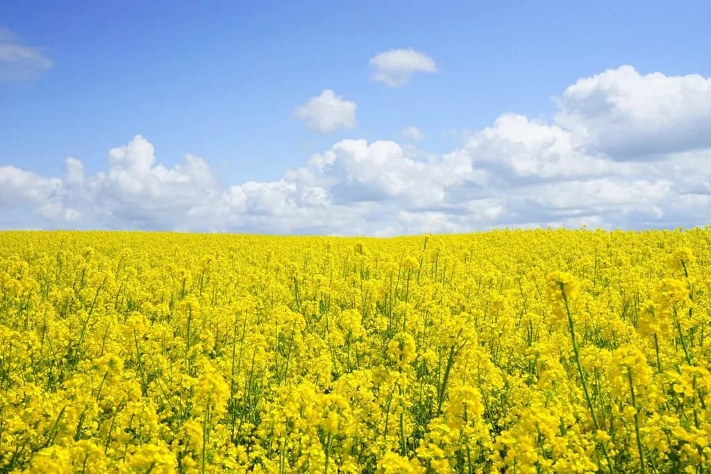 Biodiesel (B100) for Industry: A Practical Guide for Buyers